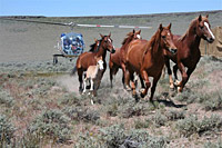 TIll-fated 2006 round-up at the Sheldon Wildlife Refuge on the Oregon-Nevada border, in which several wild horses perished.