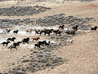 Wild horses of McCullough Peaks near Cody, Wyoming, part of October 2003 aerial population count.